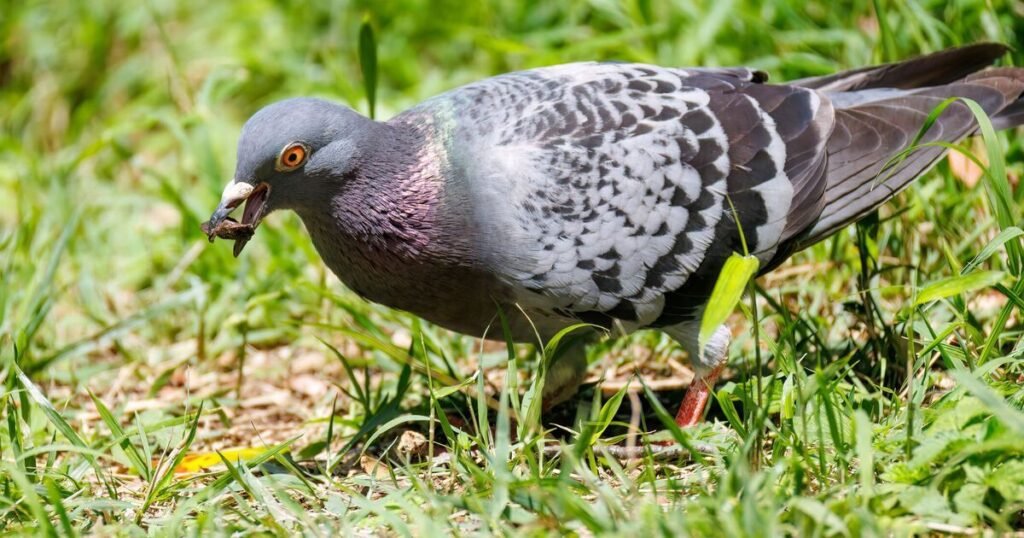 Pigeon Names With Meaning