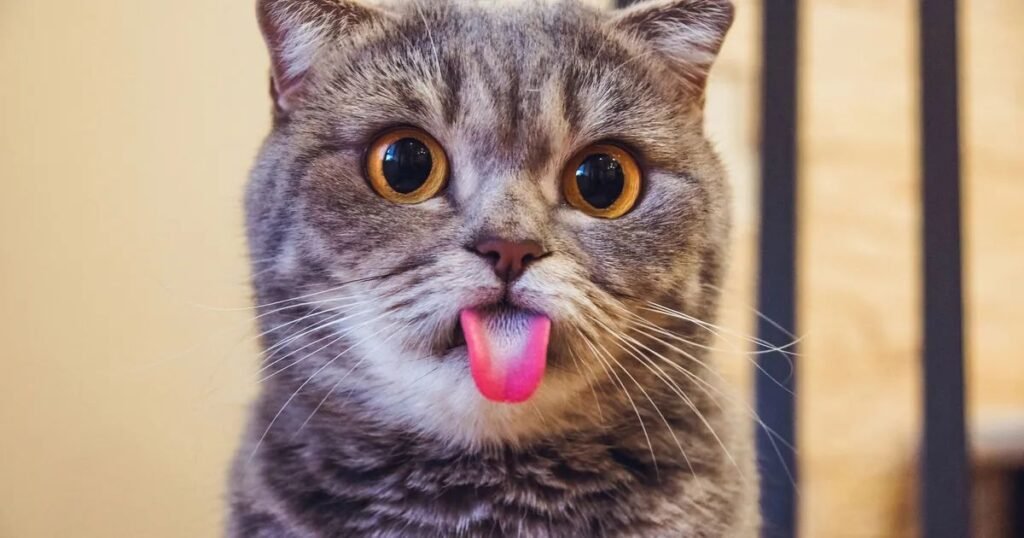 Pop Culture Cat Names