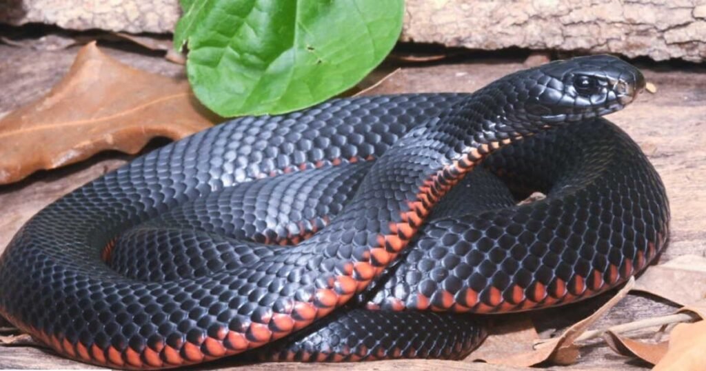 Red-Bellied Black Snake