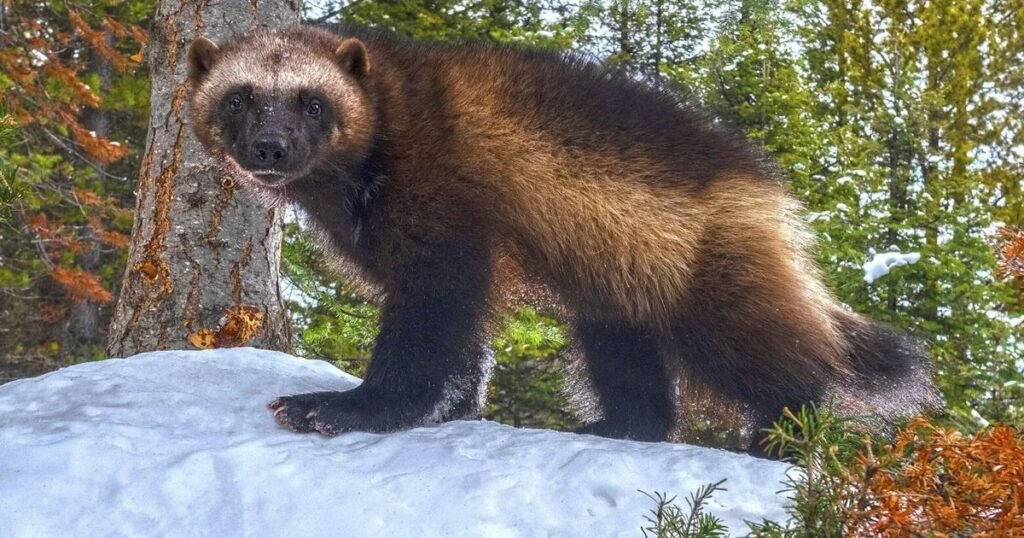 They Have a Reputation for Ferocity