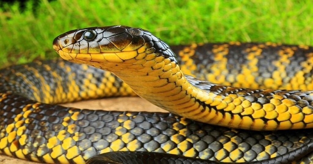 Tiger Snake