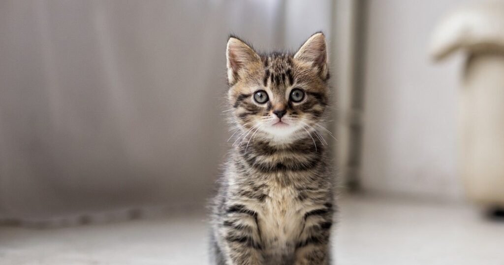 Top Names For a Boy Cat