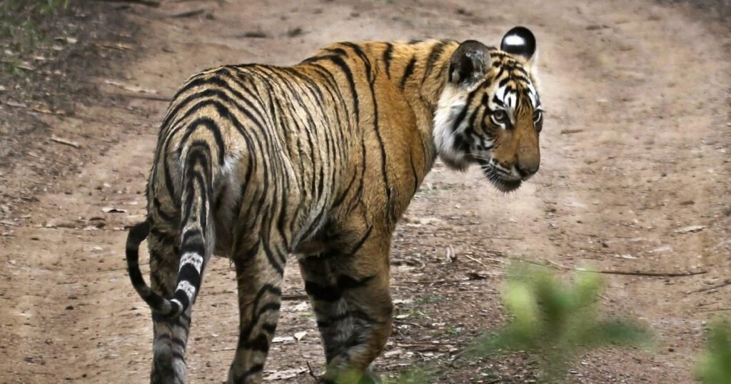 Tough Tiger Names That Roar