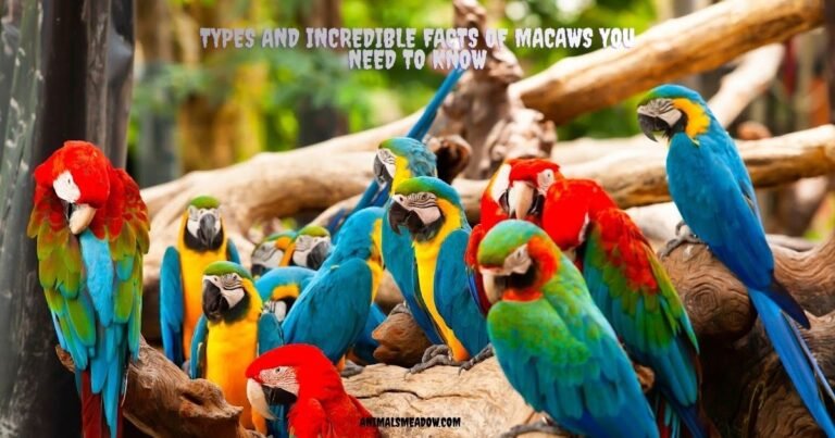 Types and Incredible Facts of Macaws