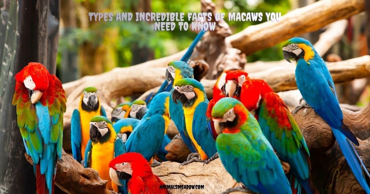 Types and Incredible Facts of Macaws