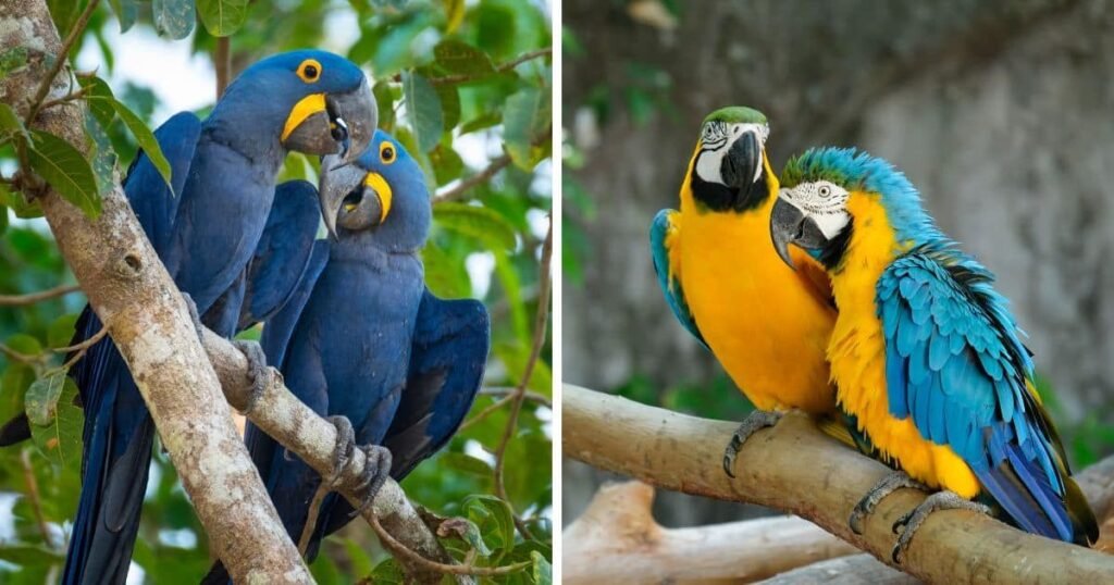 Types and Incredible Facts of Macaws10 Major Macaw Species