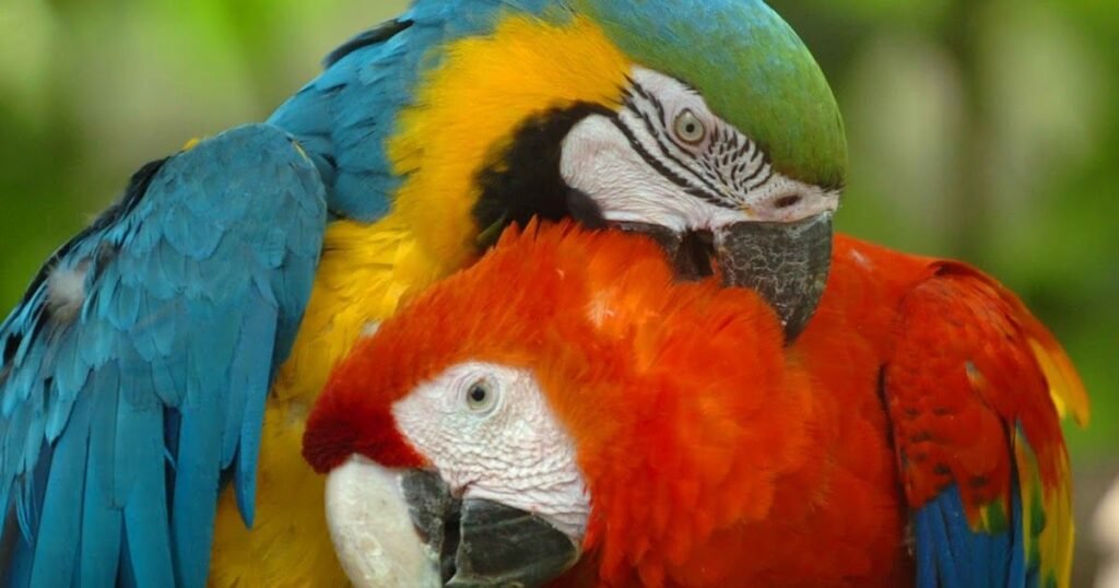 What Are Macaws