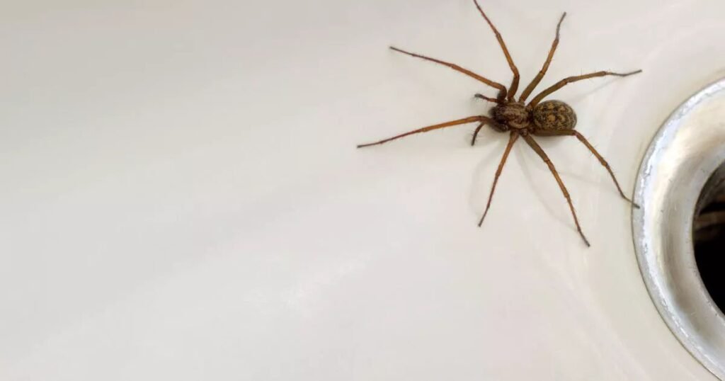 What Attracts Hobo Spiders to Homes