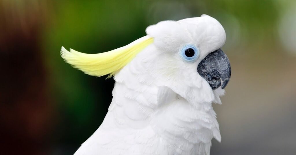 White Parrot Names
