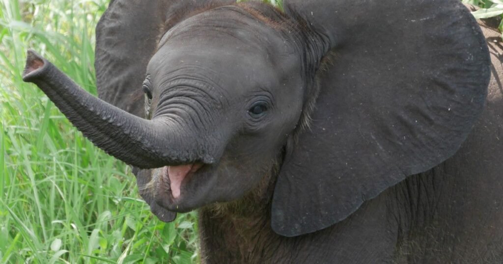 Additional Elephant Names