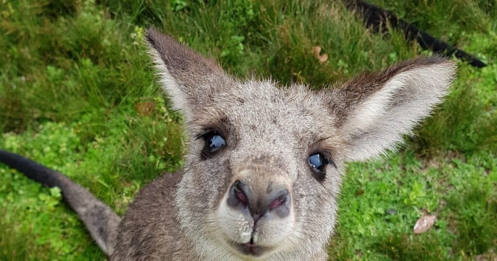 Alphabetical List Of Kangaroo Names