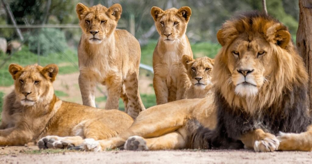 Animated Lion Character Names