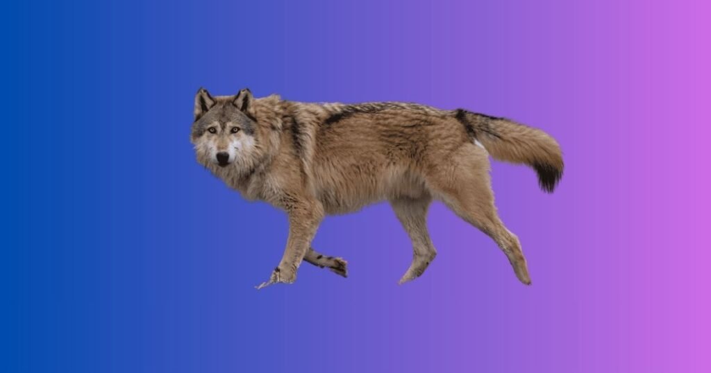 Australian Names and Phrases