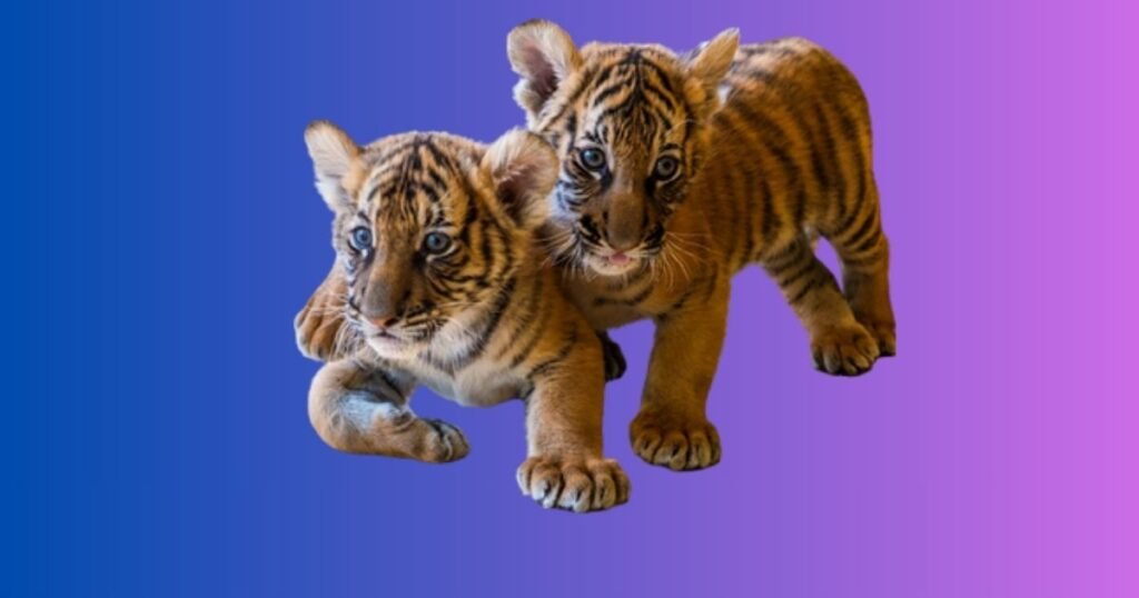 Baby Tiger Names