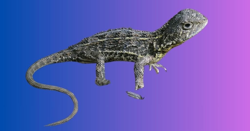 Bearded Dragon Names Inspired By Color