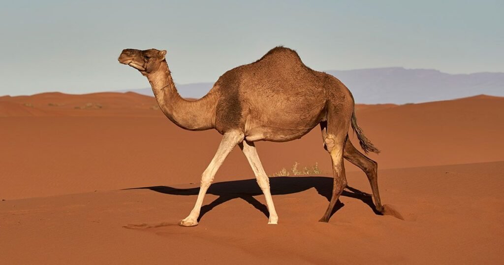 Best Camel Names
