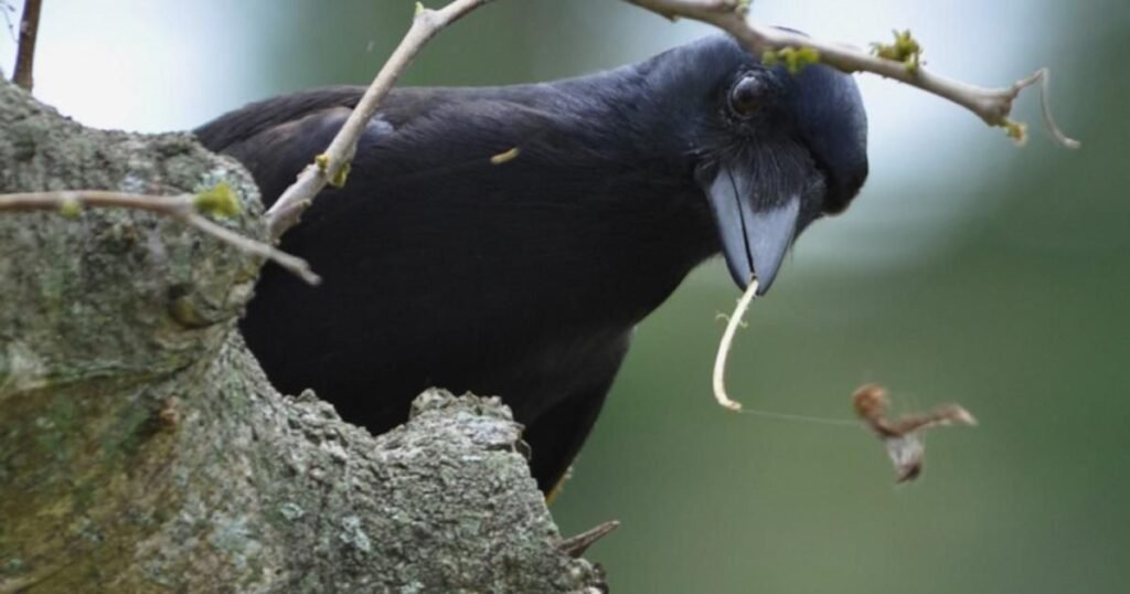 Best Names for a Pet Crow