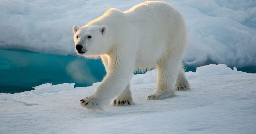 Best Polar Bear Names