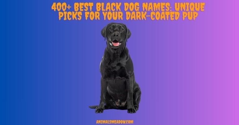 Black Dog Names