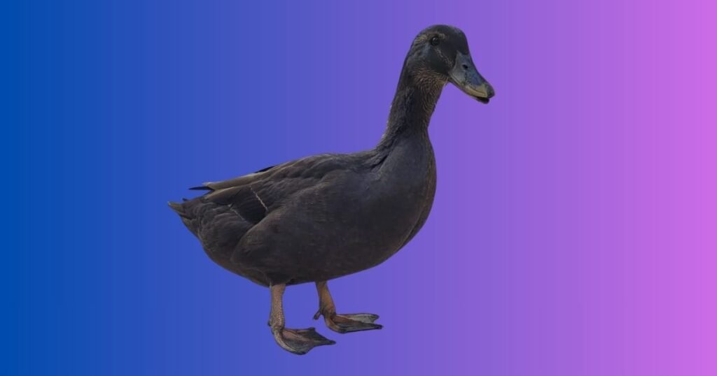 Black Ducks