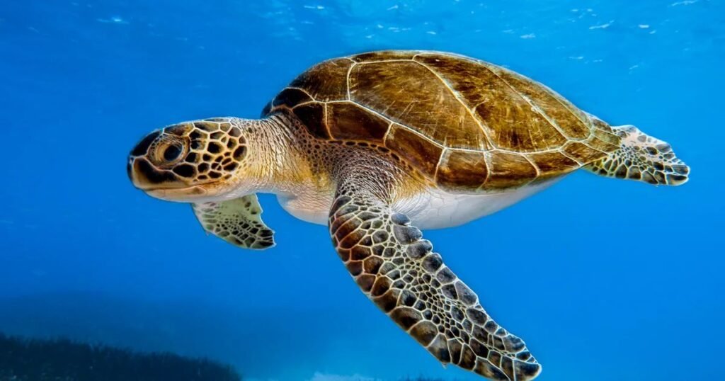 Boy Turtle or Tortoise Names