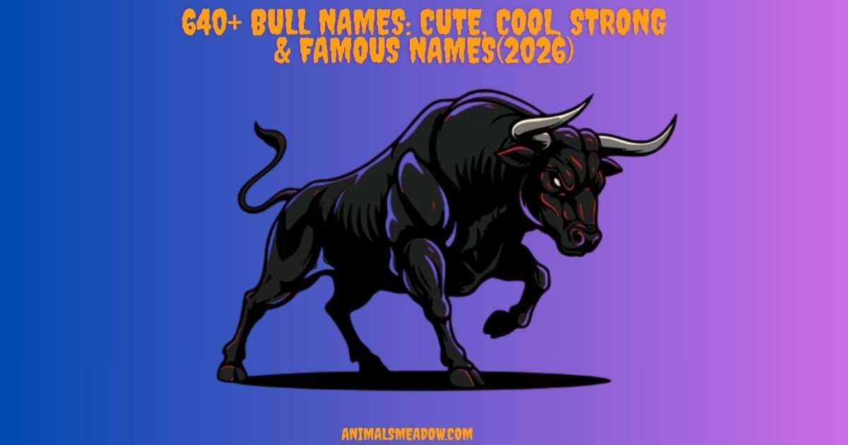 Bull Names