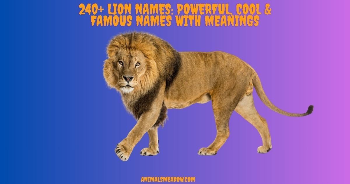 Lion Names