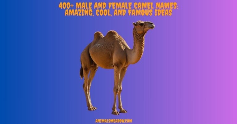 Camel Names