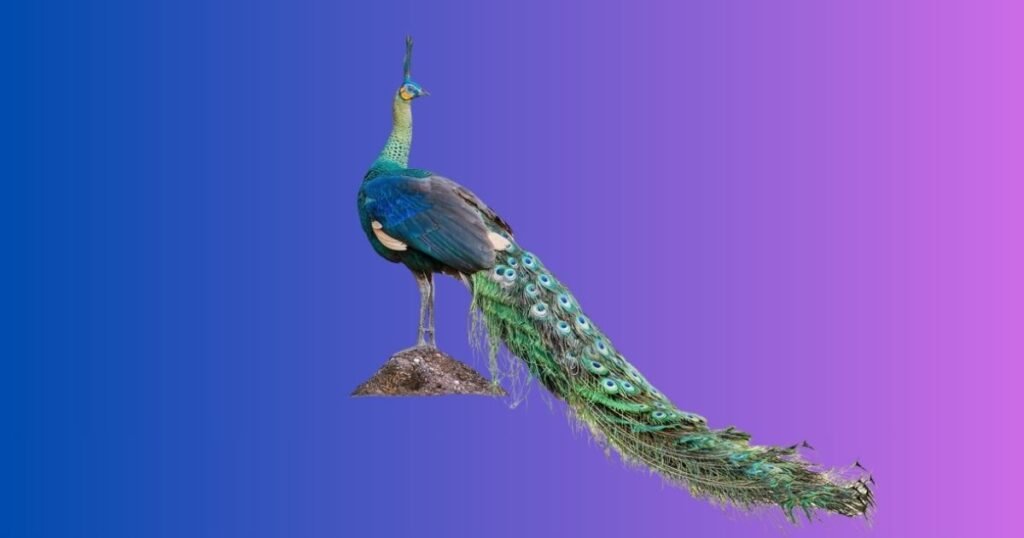 Catchy Peacock Names