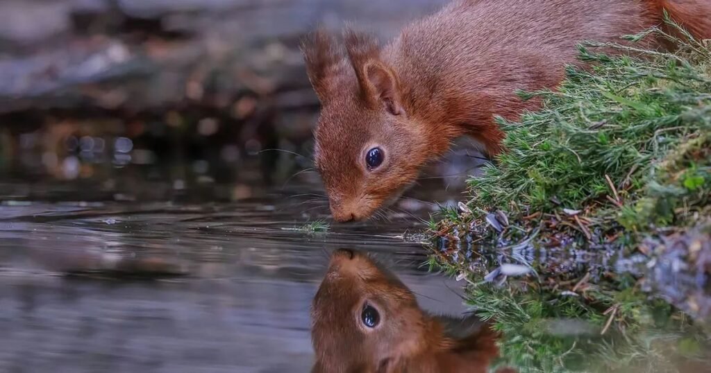 Character-Inspired Squirrel Names