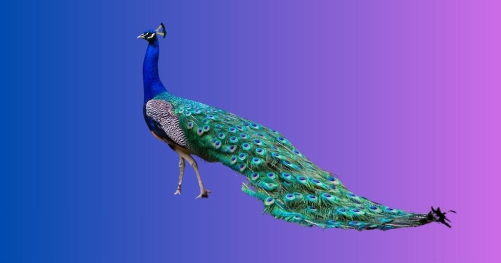 Color-Inspired Peacock Names