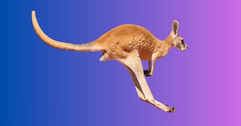 Cool Kangaroo Names
