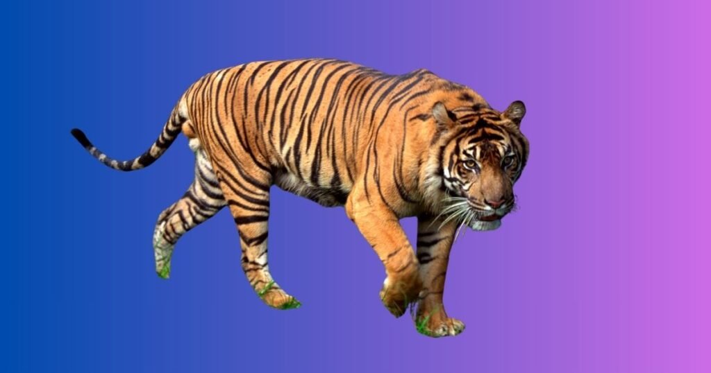 Cool or Edgy Tiger Names