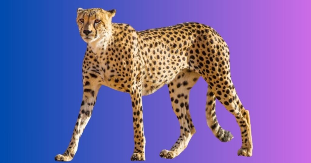 Creative Naming Ideas For Cheetah