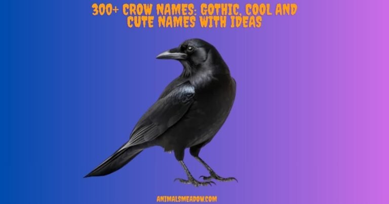 Crow Names