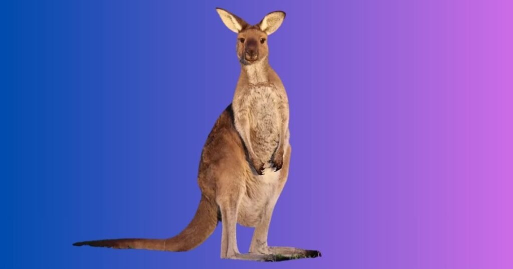 Cute Kangaroo Names