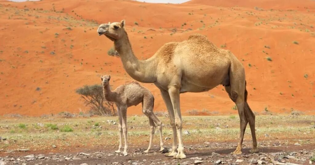 Cute Names Camels