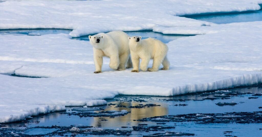 Cute Polar Bear Names