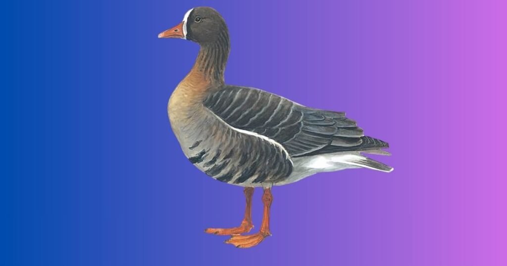 Elegant Goose Names