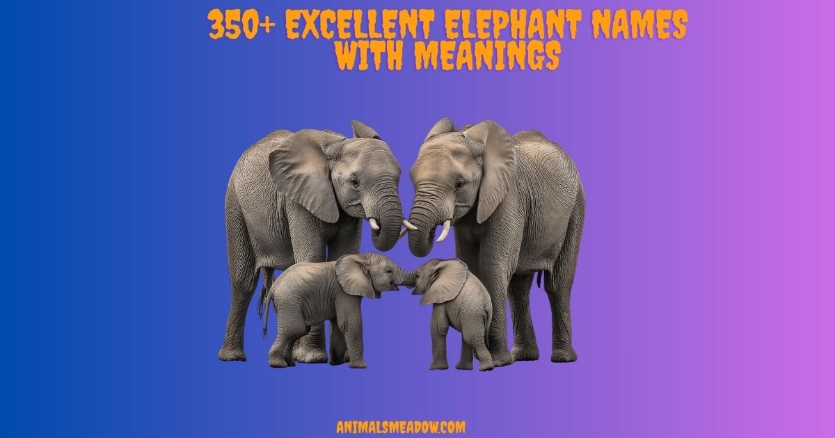 Elephant Names
