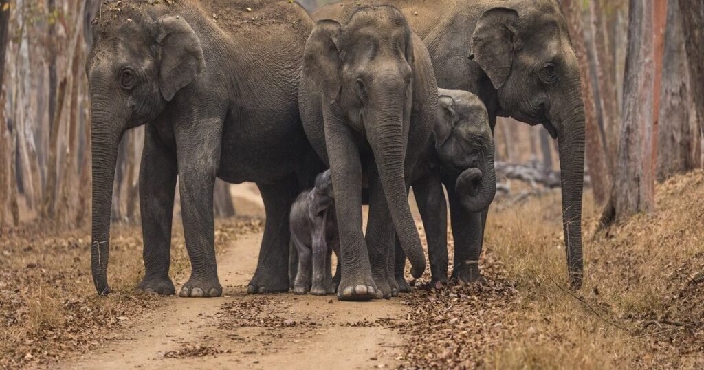 Elephant Names with Origins