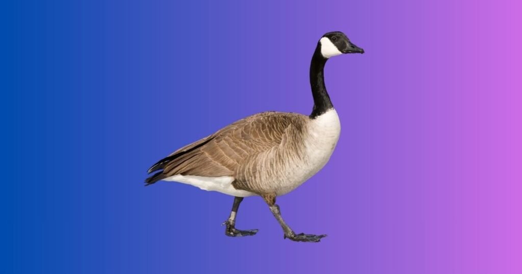 Famous Goose Names