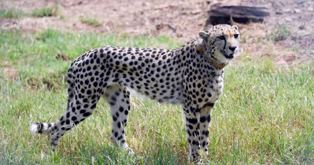 Female Cheetah Names