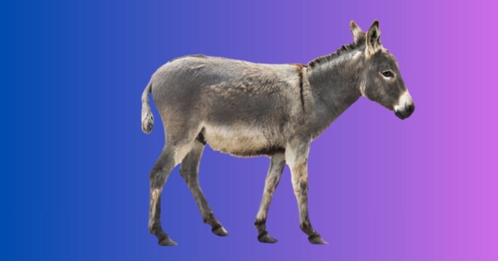 Female Donkey Names