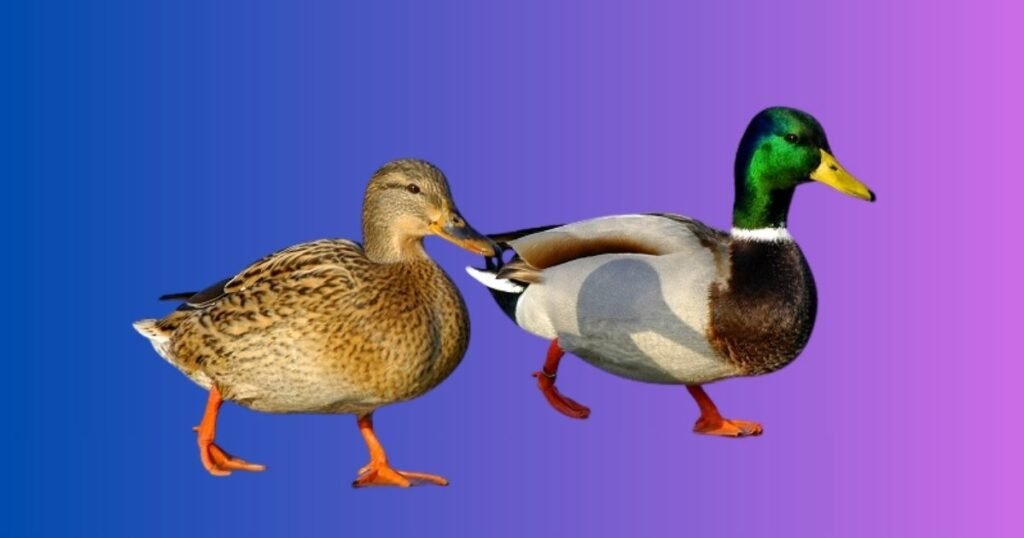 Female Duck Names