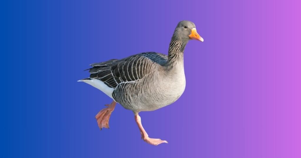 Female Goose Names