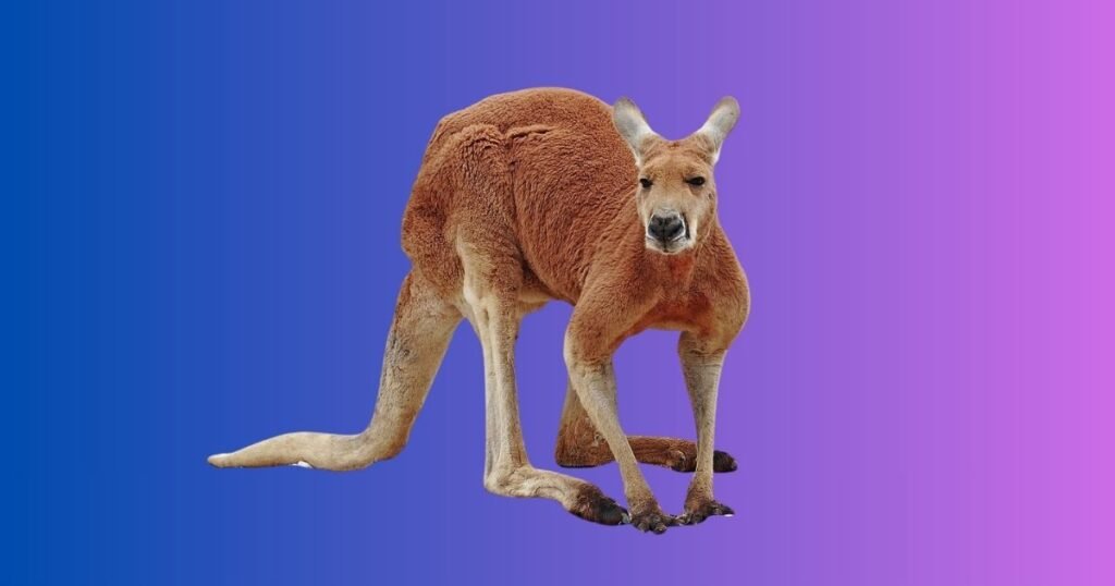 Female Kangaroo Names