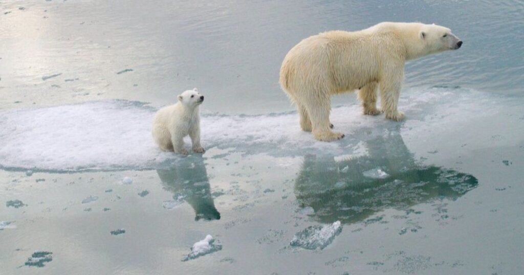 Female Polar Bear Names