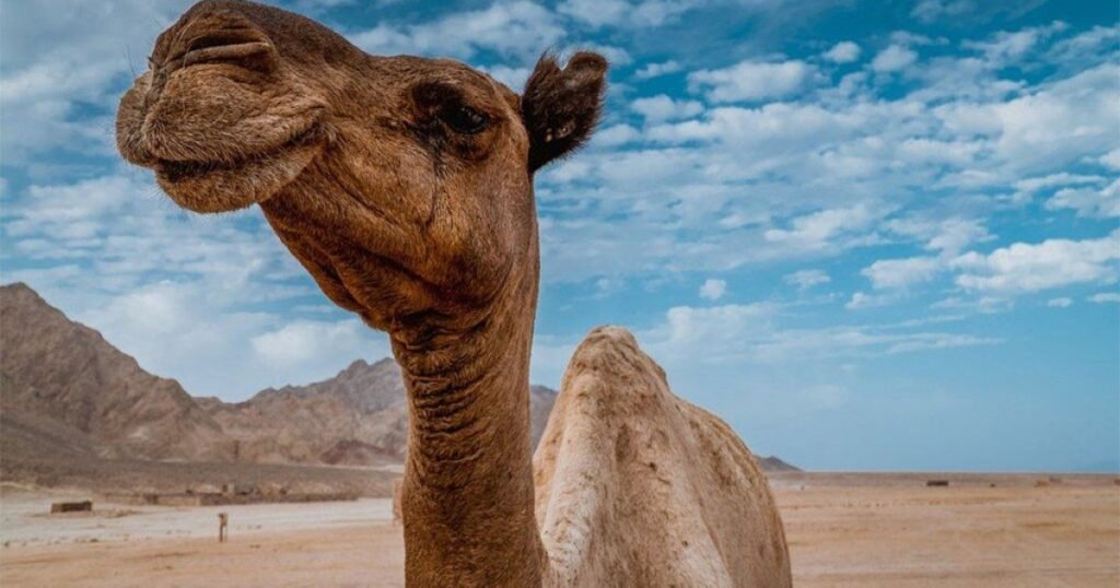 Funny Camel Names