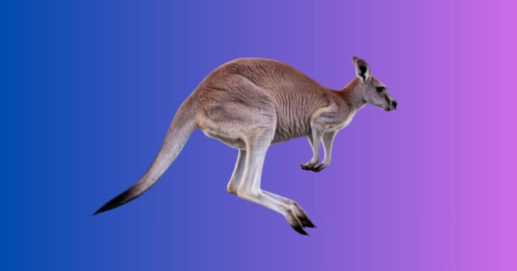 Funny Kangaroo Names